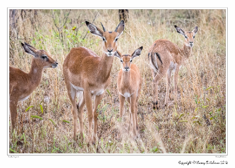 Young Impala_HBB7758_Gallery Print.jpg